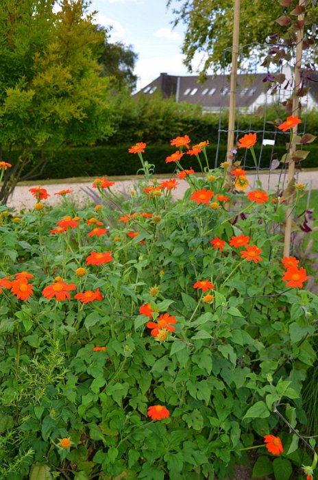 Tithonia rotundifolia 'Torch' (3)